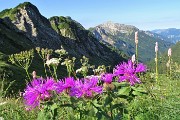 19 Fiori di Fiordaliso alpino (Centaurea nervosa) sullo sfondo del Corno Branchino e de Il Pizzo di Roncobello